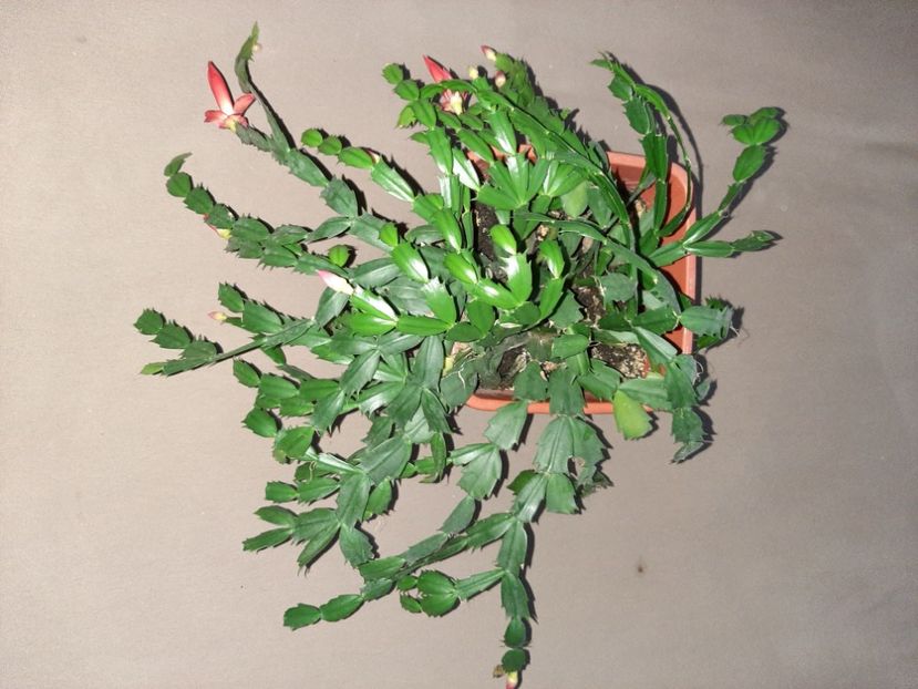  - Florile mele decembrie 2020