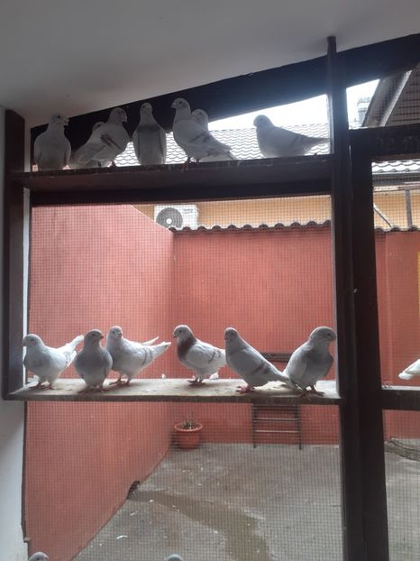  - Câțiva dintre porumbeii mei