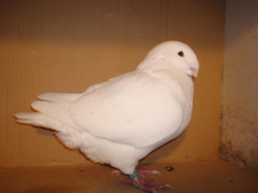 F 2018 Facuta cadou - Porumbei Americani-Vanduti