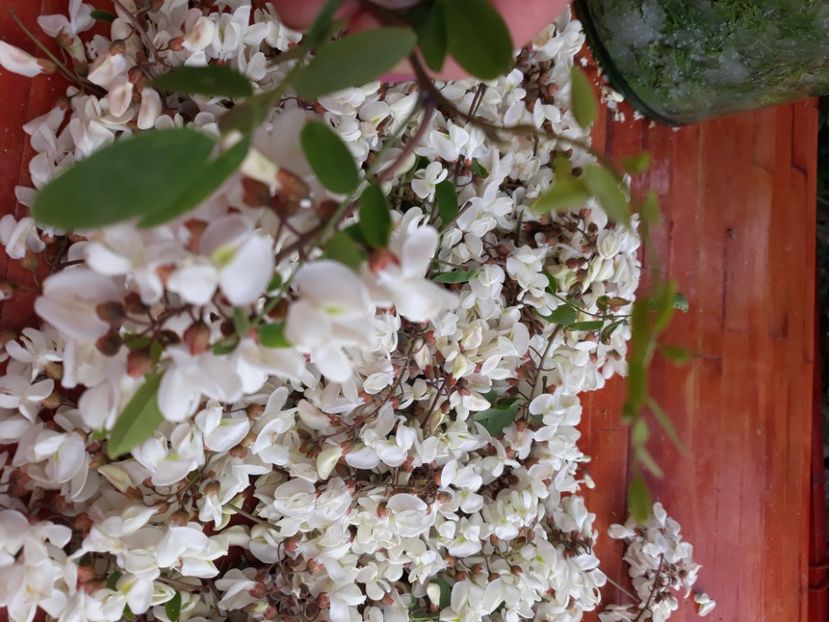  - Ceaiuri plante medicinale