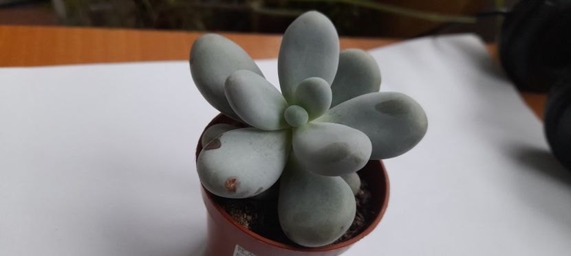 Pachyphytum oviferum – Moonstone - Pachyphytum Oviferum - Moonstone