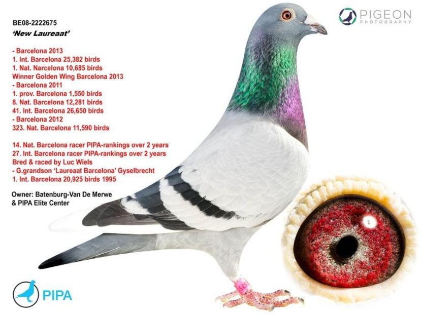 1 int Barcelona 2013 50% VANBRUAENE - Barcelona internațional