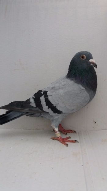 M 2020 vandut - De! voiajori vanduti