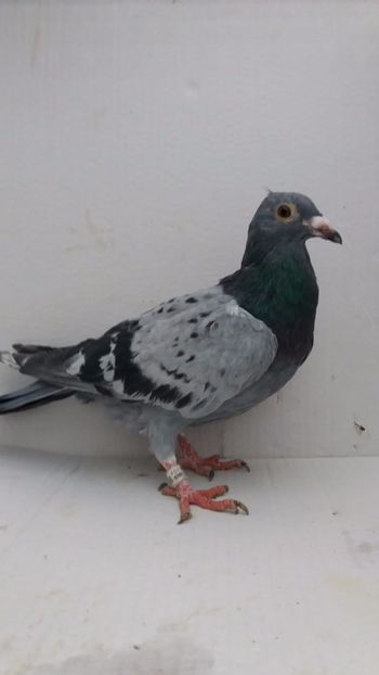 M 2020 vandut - De! voiajori vanduti