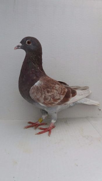 F 2020 vanduta - De! voiajori vanduti