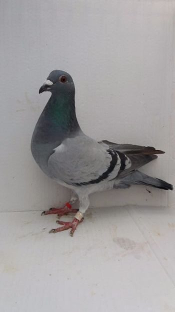 F 2020 vanduta - De! voiajori vanduti