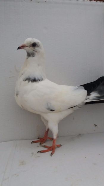 M 2020 - Por ornament