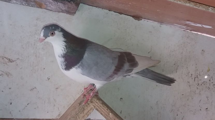 femelă 2020 - Plecați ALBUM 3