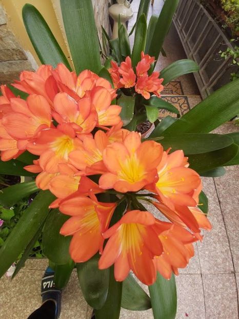  - clivia miniata