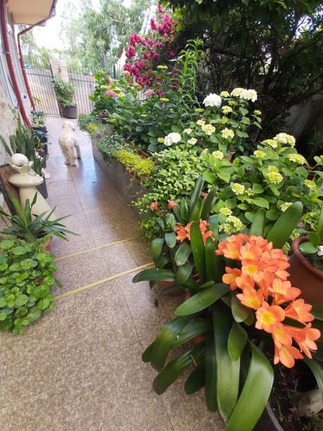  - clivia miniata