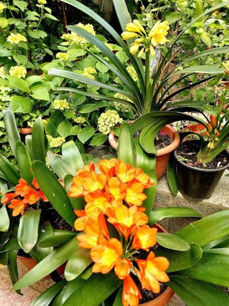 - clivia miniata