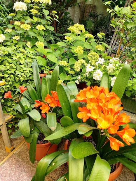  - clivia miniata