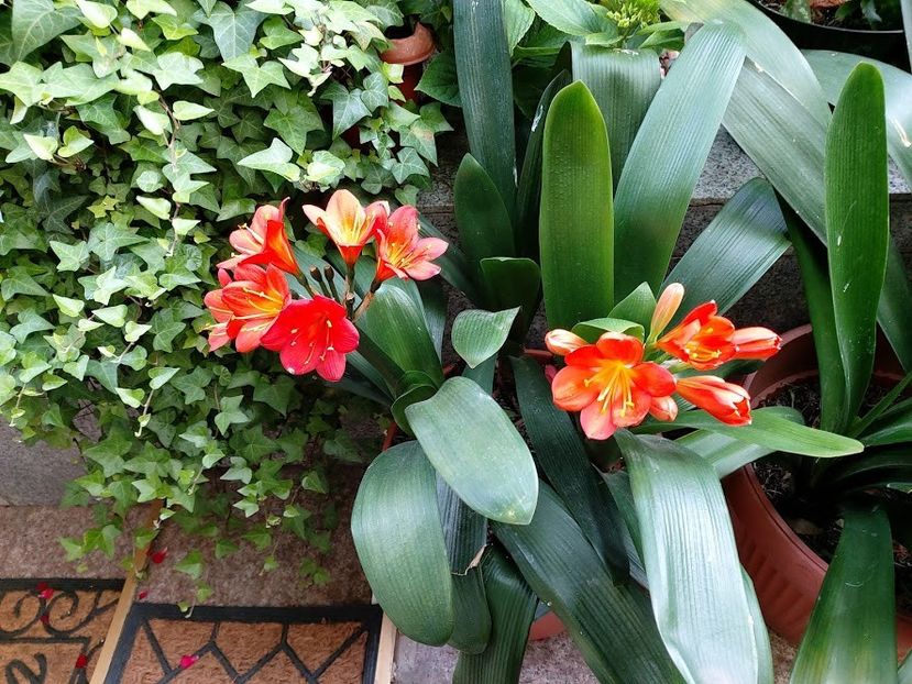  - clivia miniata