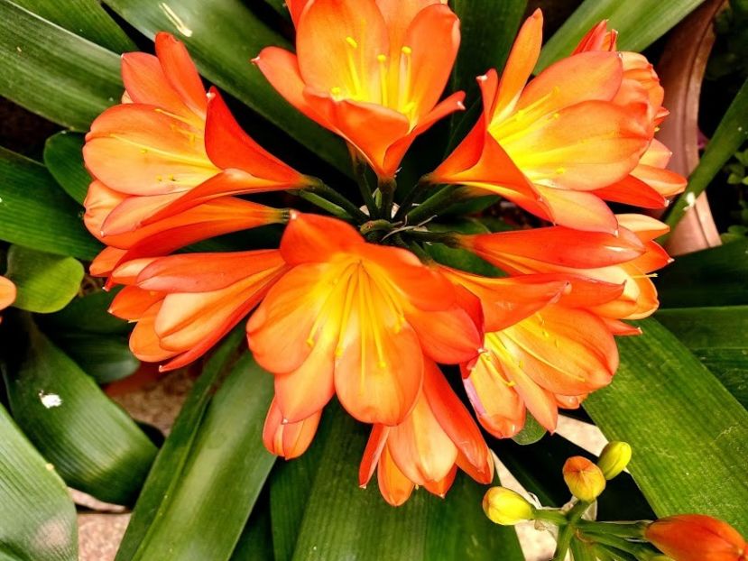  - clivia miniata