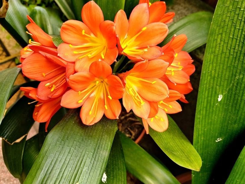  - clivia miniata