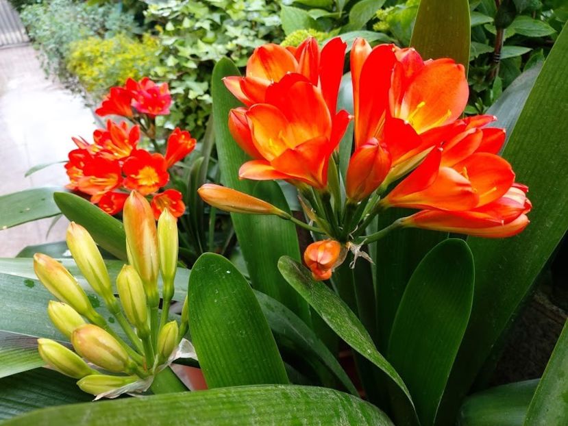  - clivia miniata