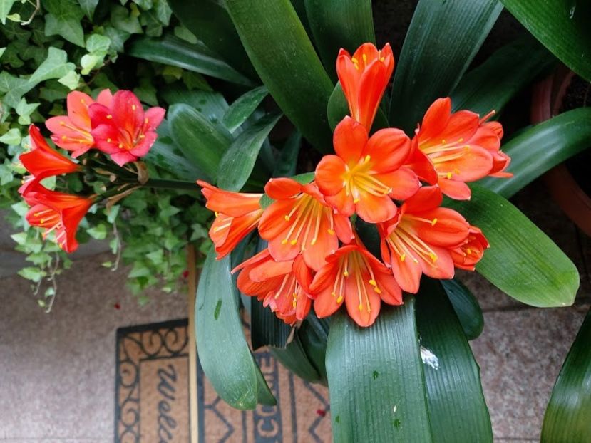  - clivia miniata