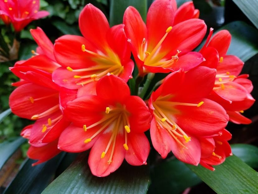  - clivia miniata