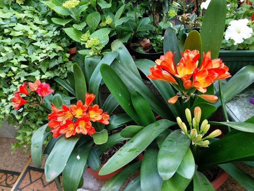  - clivia miniata