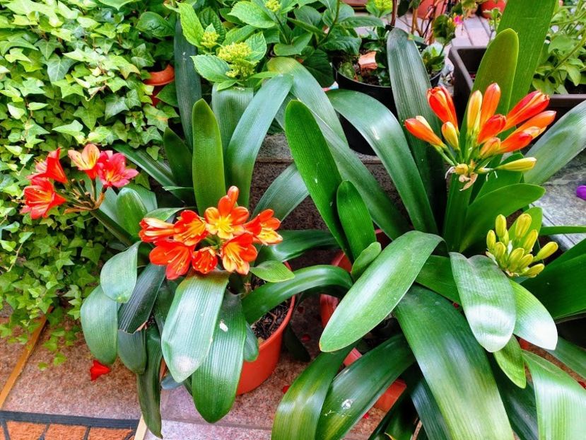 20200517_074900-EFFECTS - clivia miniata
