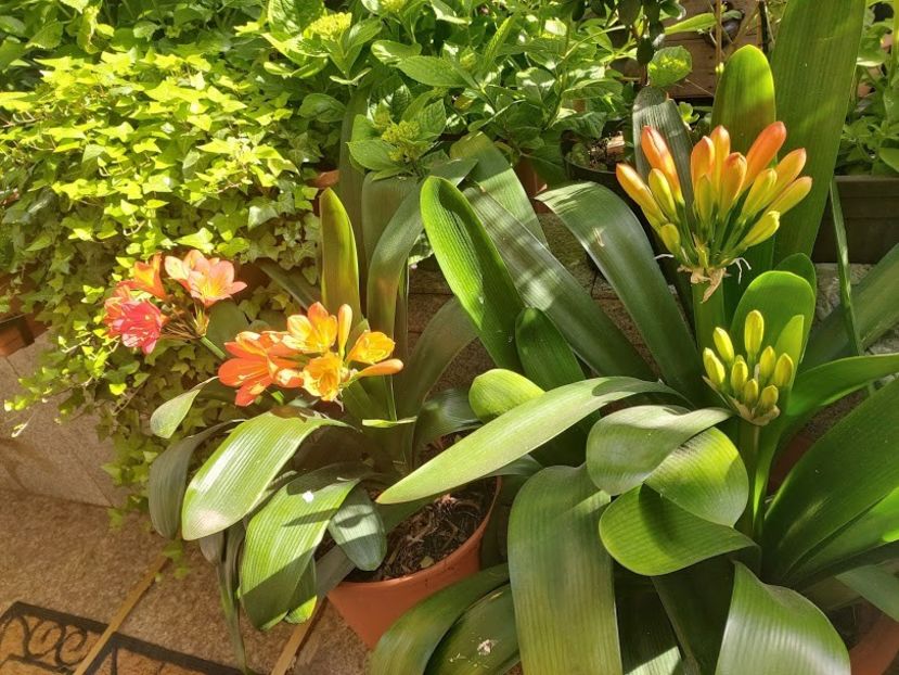  - clivia miniata