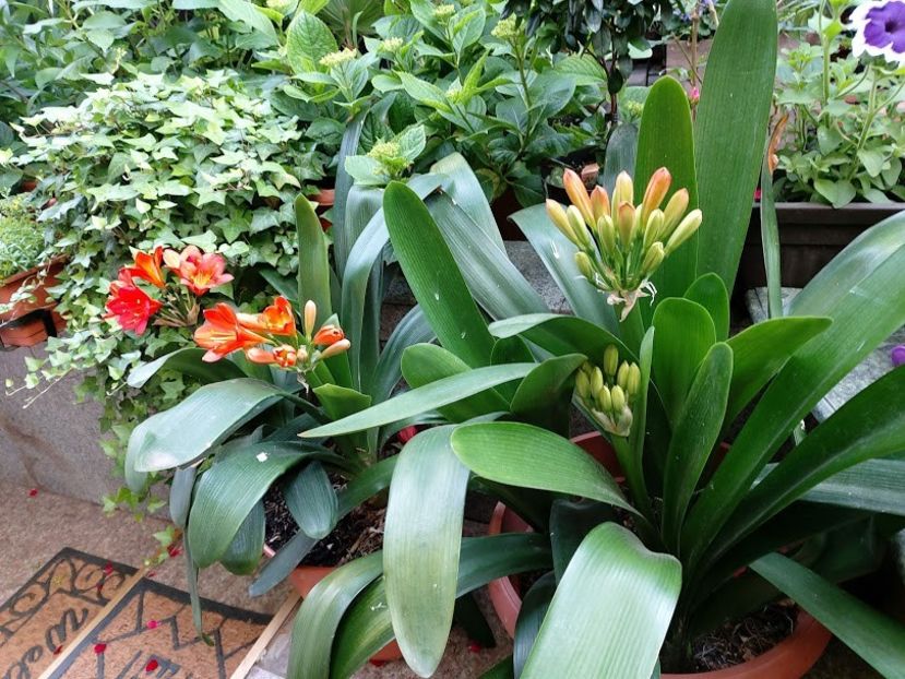  - clivia miniata