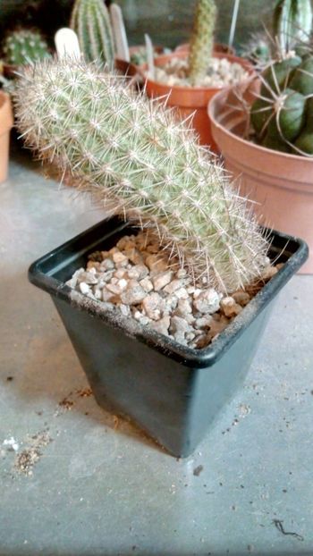 H. tenuis - Haageocereus
