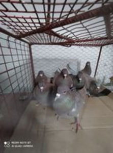  - Achizitii 7 Decembrie 2020