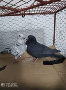  - Achizitii 7 Decembrie 2020