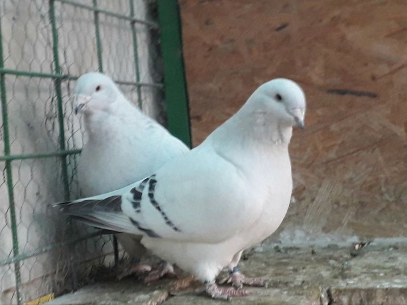  - VOIAJOR ROMANESC DE FRUMUSETE