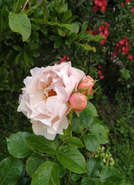  - Jardin des Tuileries