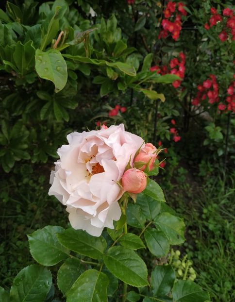  - Jardin des Tuileries