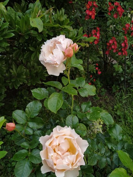  - Jardin des Tuileries