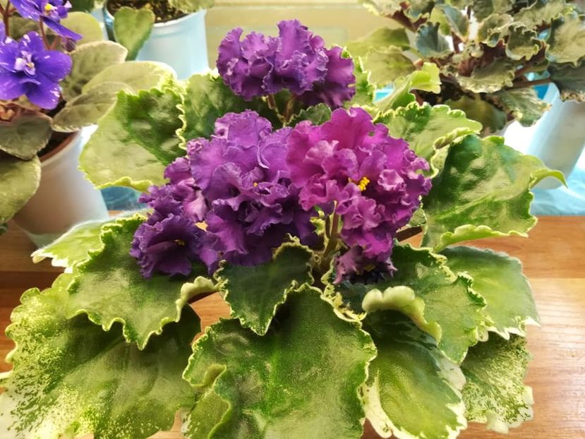 LE Aisha - AA Violete in colecție poze net