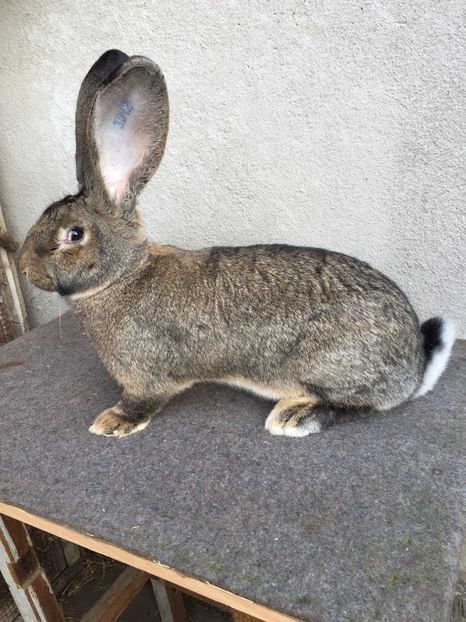 FC5867F6-1B56-47DE-B780-A2008D8A2EC0 - RO 8-3042