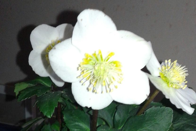 Trandafirul Crăciunului -.Spânzul- Helleborus niger - Christmas Carol - 2020 - Szlumbergera