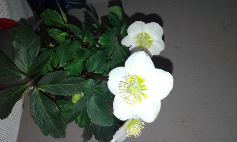 Trandafirul Crăciunului -.Spânzul- Helleborus niger - Christmas Caroljpg - 2020 - Szlumbergera