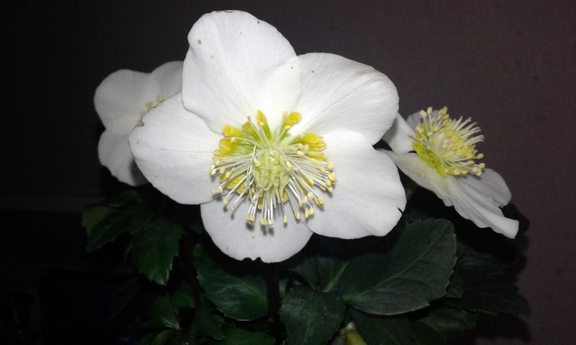 Trandafirul Crăciunului -.Spânzul- Helleborus niger - Christmas Caroljpg(1) - 2020 - Szlumbergera