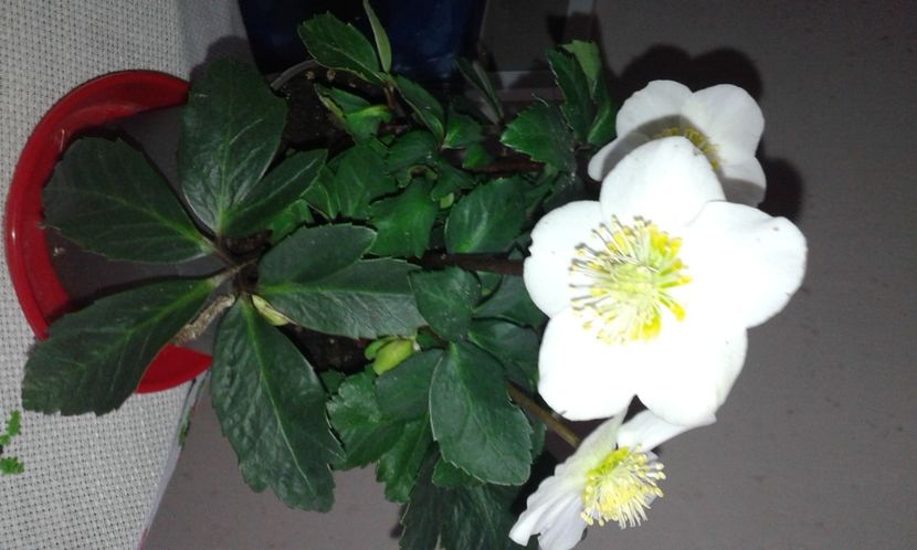 Trandafirul Crăciunului -.Spânzul- Helleborus niger - Christmas Caroljpg(2) - 2020 - Szlumbergera