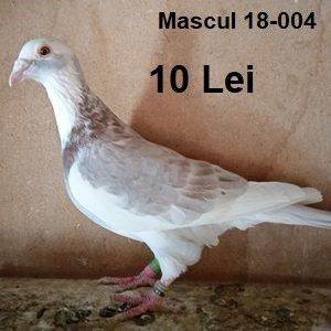Mascul 18-004 - Bălțat argintiu