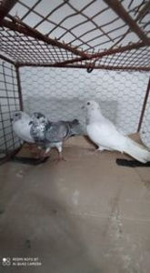  - Achizitii 7 Decembrie 2020