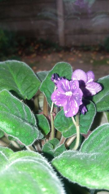 IMG-20201105-WA0019 - Violete-Multumesc pt minunatul dar !