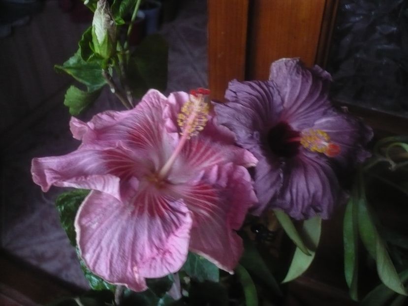 P1470336 - HIBISCUSI 2020-5