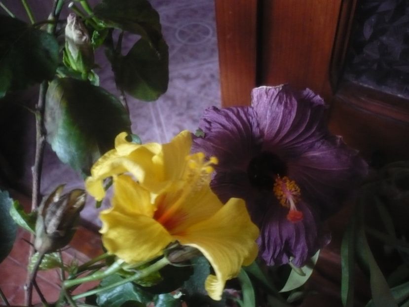 P1470337 - HIBISCUSI 2020-5