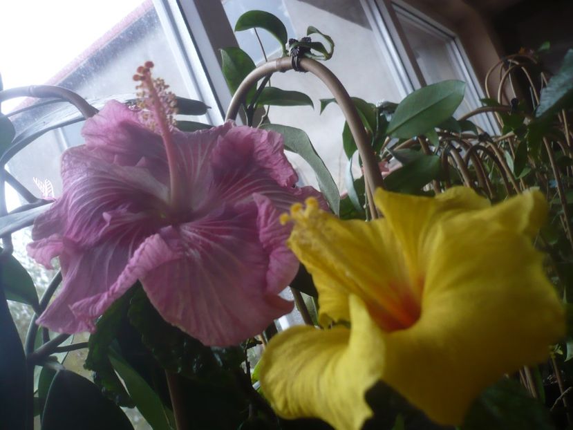 P1470341 - HIBISCUSI 2020-5
