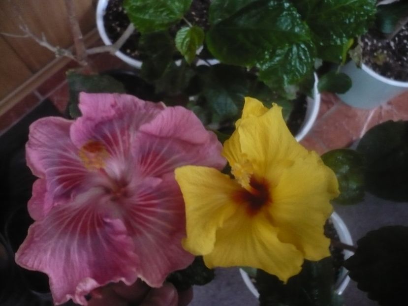 P1470344 - HIBISCUSI 2020-5