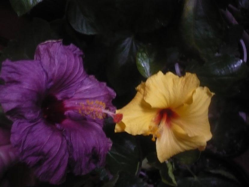 P1470345 - HIBISCUSI 2020-5