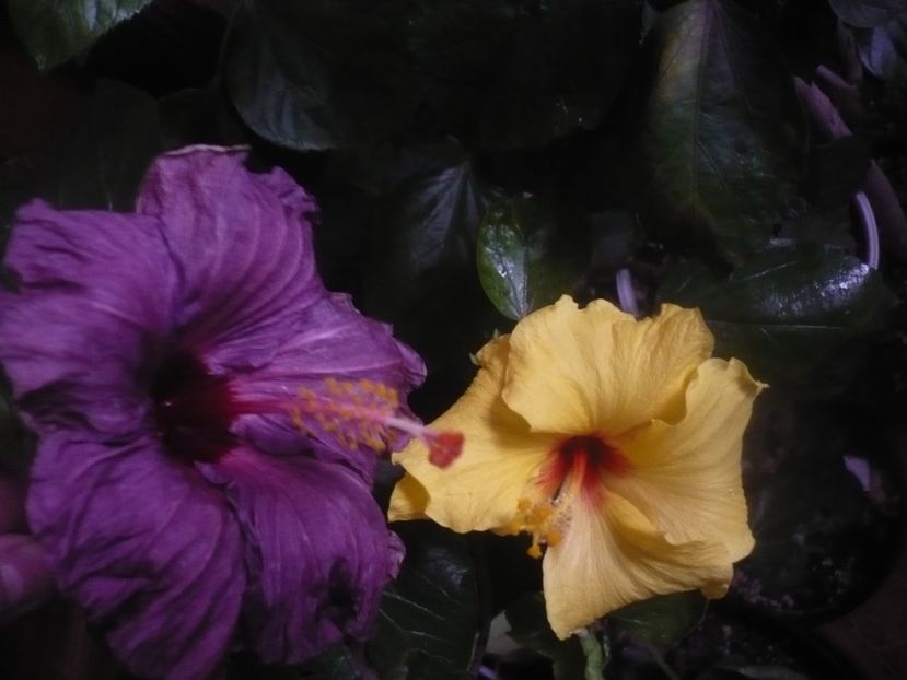 P1470346 - HIBISCUSI 2020-5