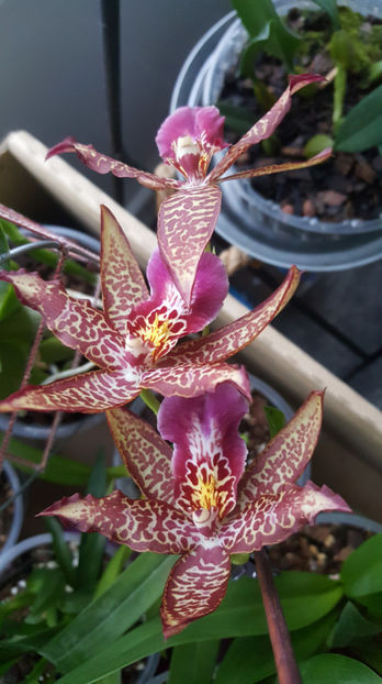 beallara "marfitch renaissance coral" - Orhidee_4_simpodiale cu pseudobulbi