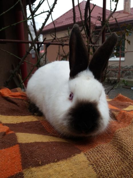 Californian masc 2 - Californian masc 2